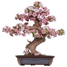 Robotime TG415 Sakura Bonsai